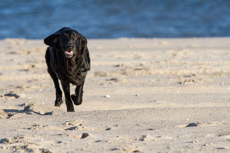 sylt 2013 4563_med_hr.jpeg