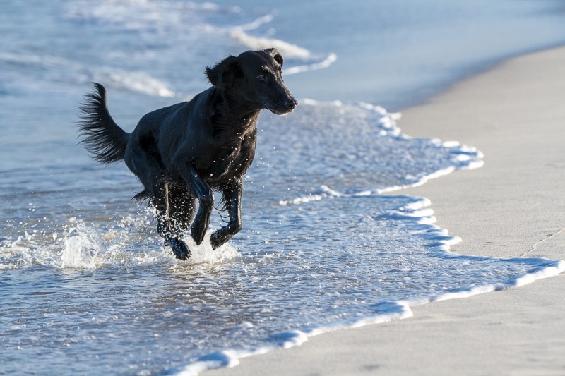 sylt 2013 4747_med_hr.jpeg